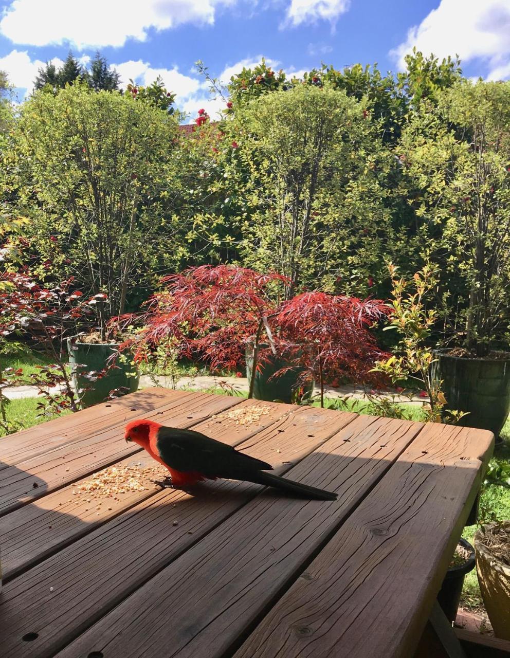 Crimson Villa Katoomba Kültér fotó