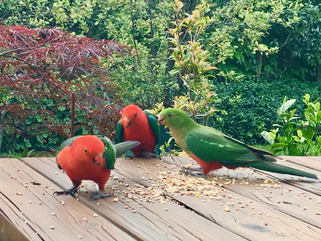 Crimson Villa Katoomba Kültér fotó